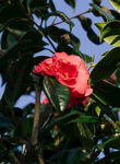 山茶花