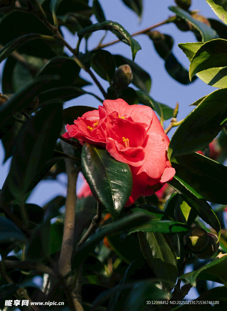 山茶花
