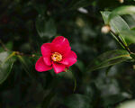 山茶花