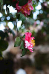 山茶花