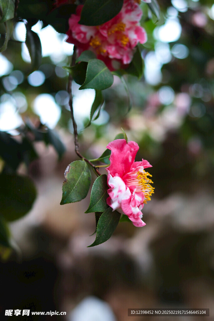 山茶花