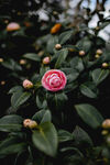 山茶花