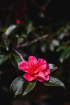 山茶花