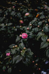 山茶花