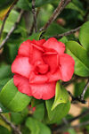 山茶花