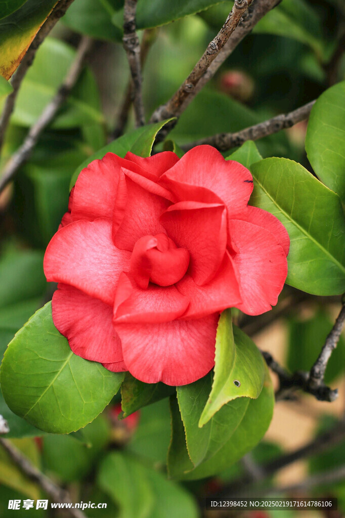 山茶花