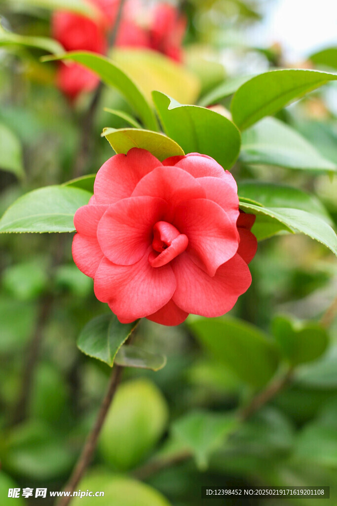 山茶花
