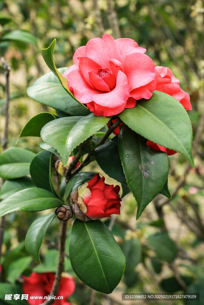 山茶花