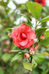 山茶花