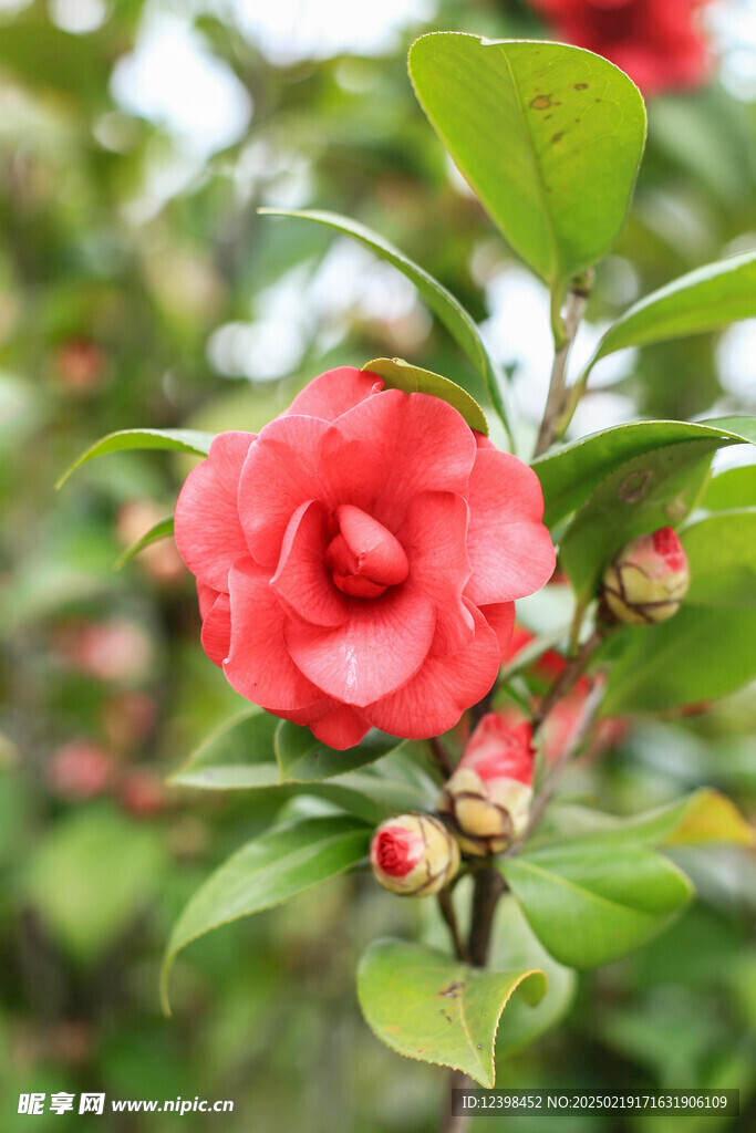 山茶花