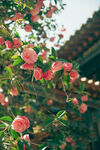 山茶花