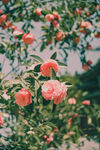 山茶花