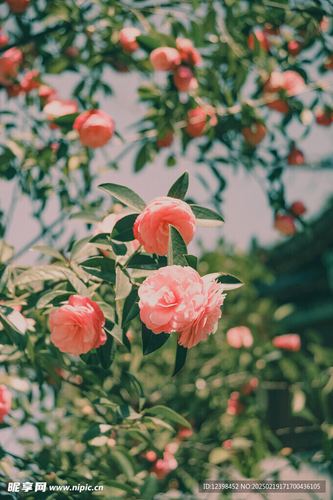 山茶花