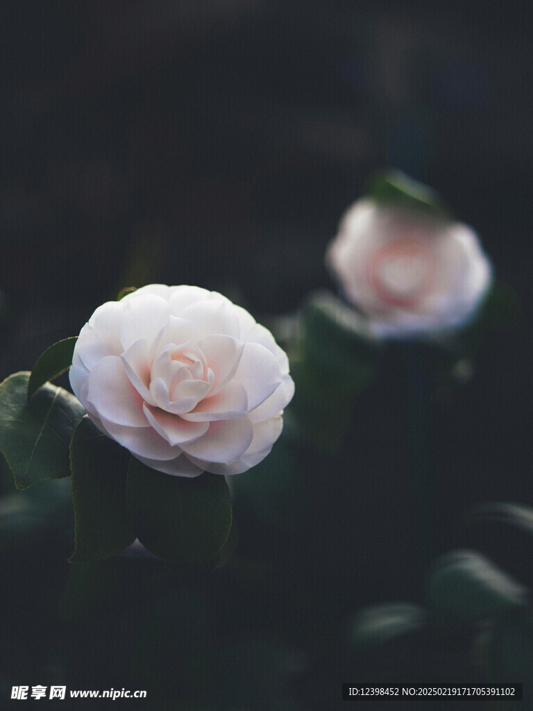 山茶花