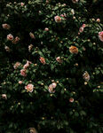 山茶花