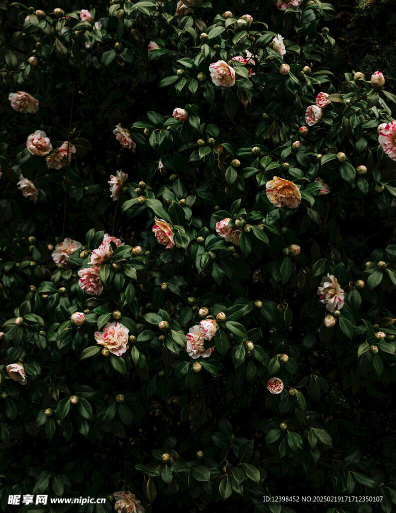 山茶花