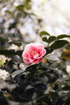 山茶花