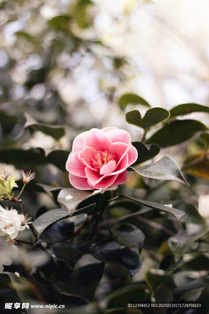 山茶花