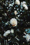 山茶花