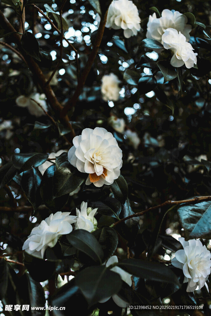 山茶花