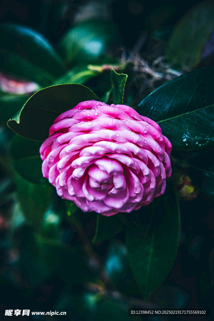 山茶花