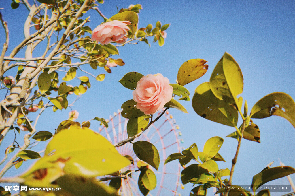 山茶花