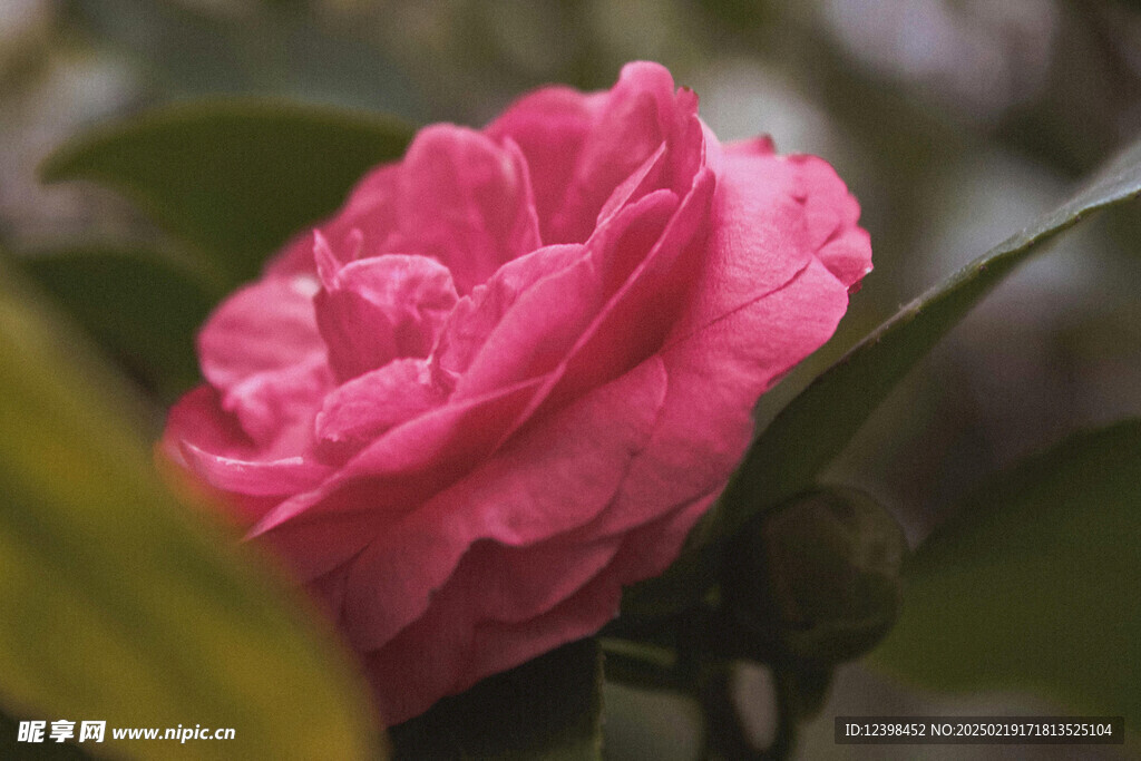 山茶花