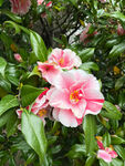 山茶花