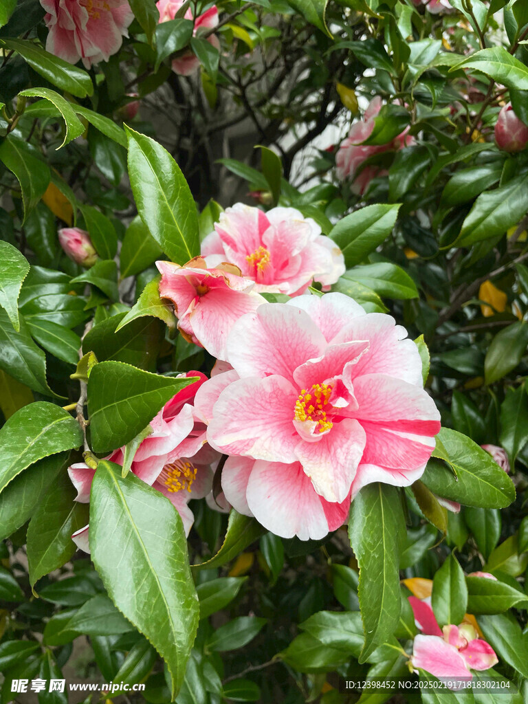 山茶花