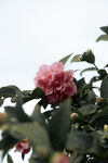 山茶花