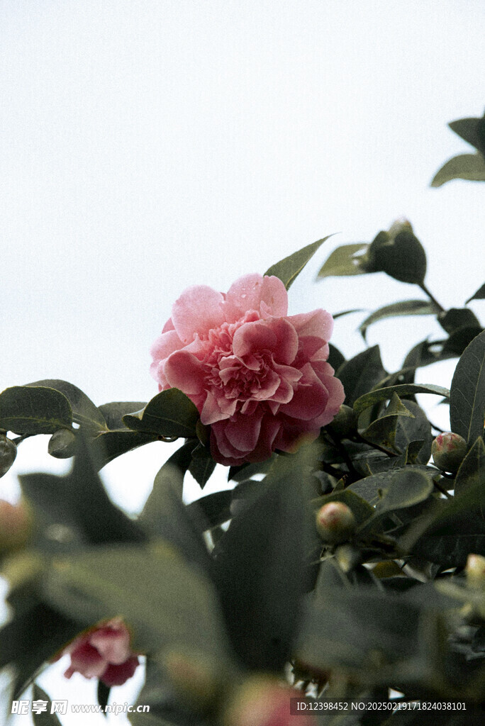 山茶花