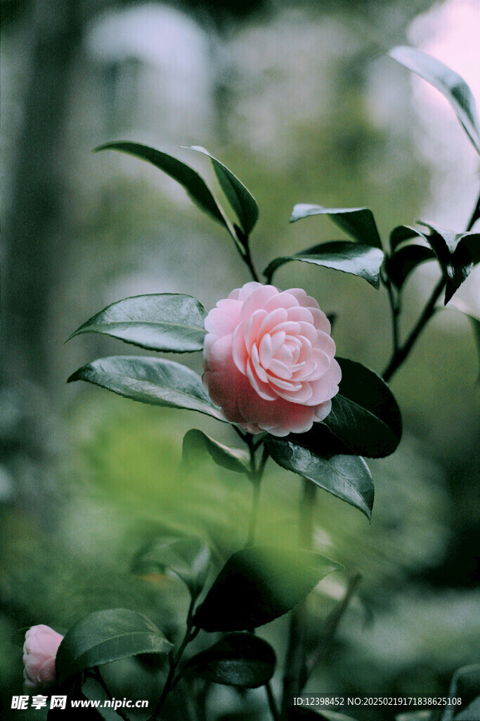 山茶花