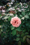 山茶花
