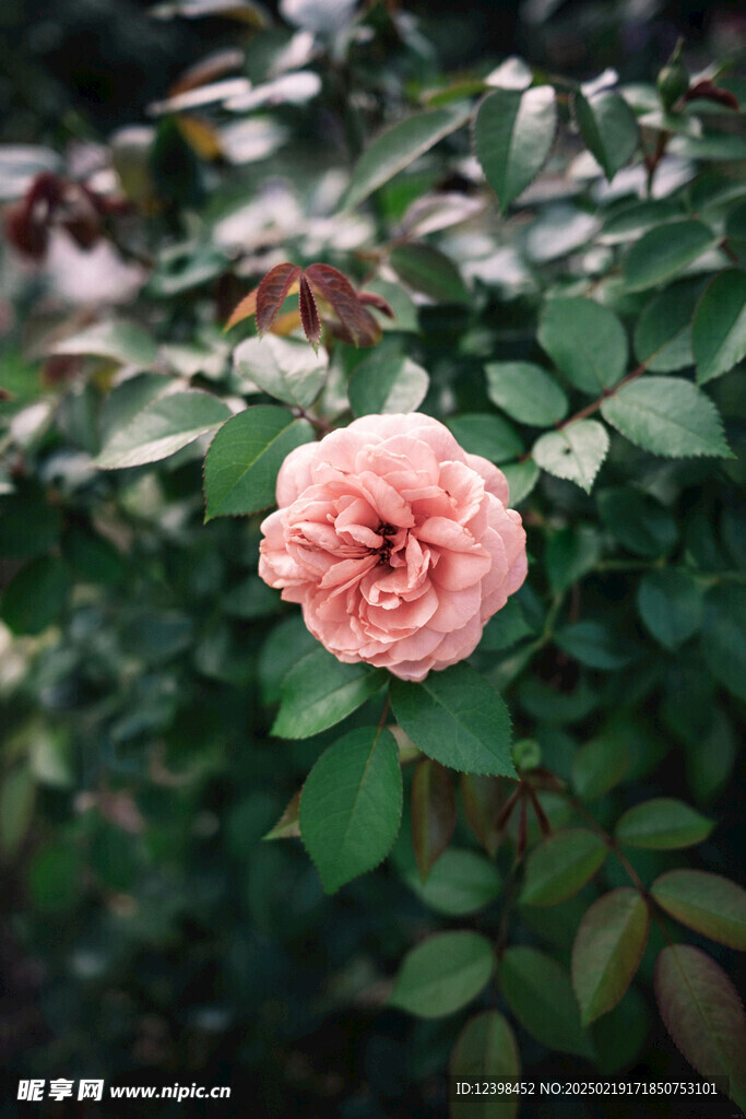 山茶花