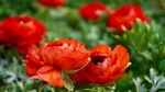 山茶花