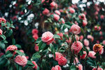 山茶花