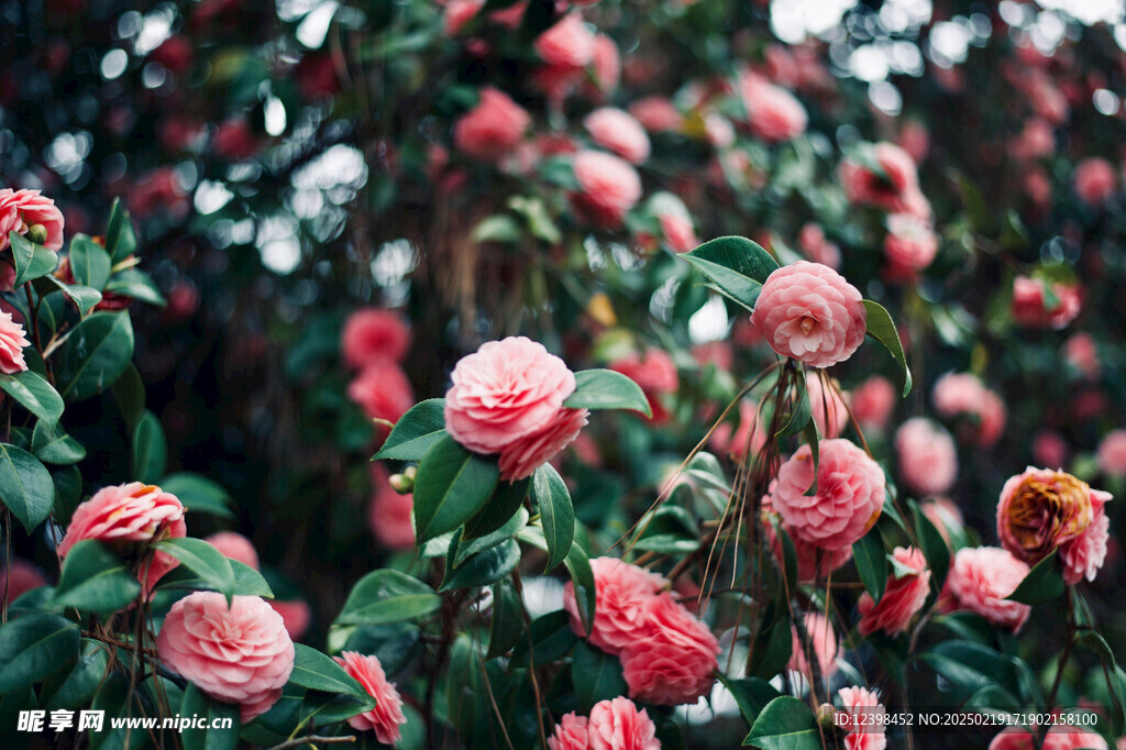山茶花