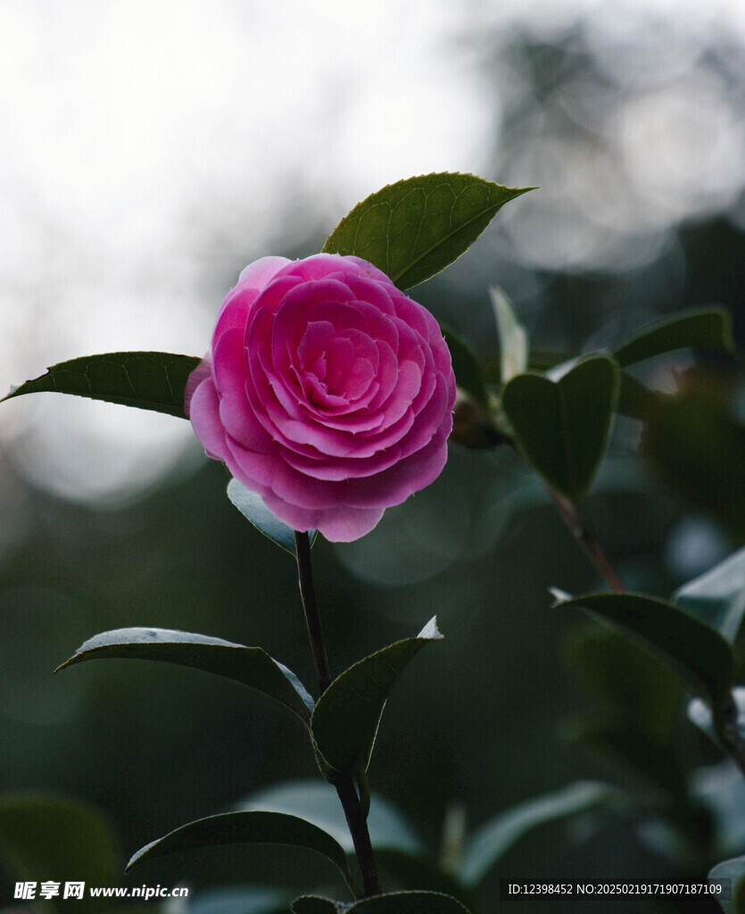 山茶花