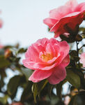 山茶花