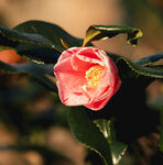 山茶花