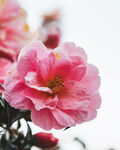 山茶花