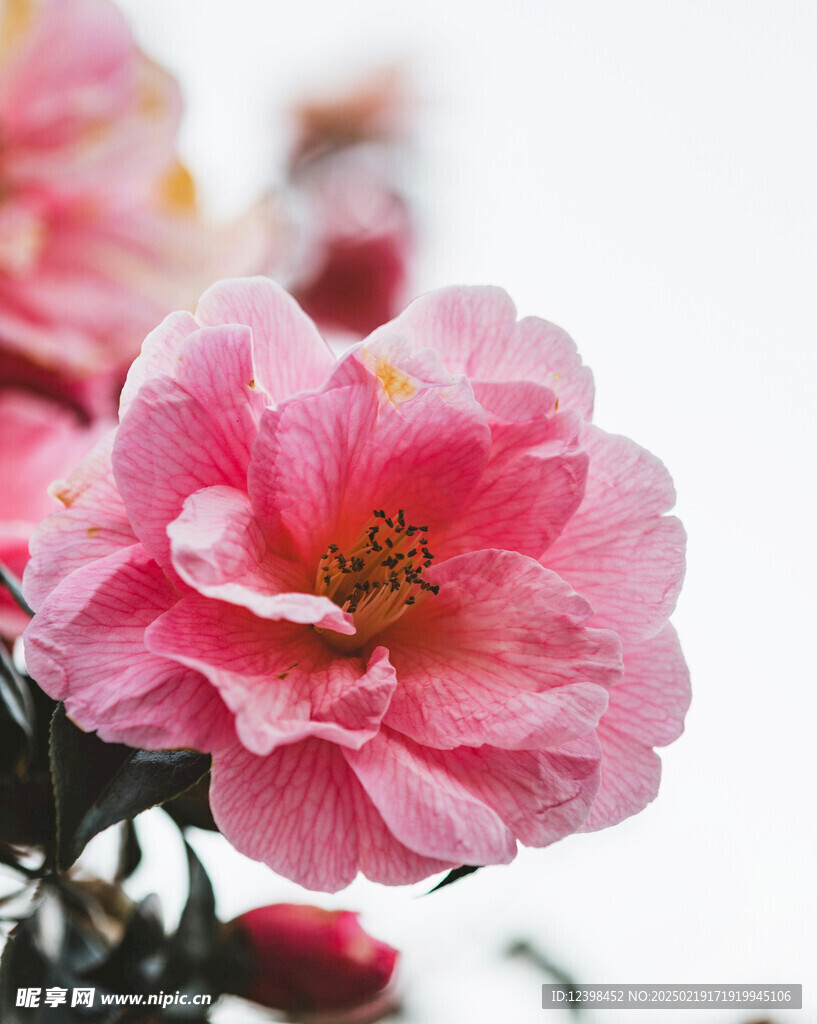 山茶花