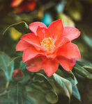 山茶花