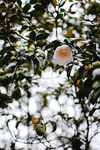 山茶花