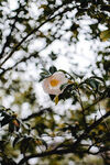 山茶花