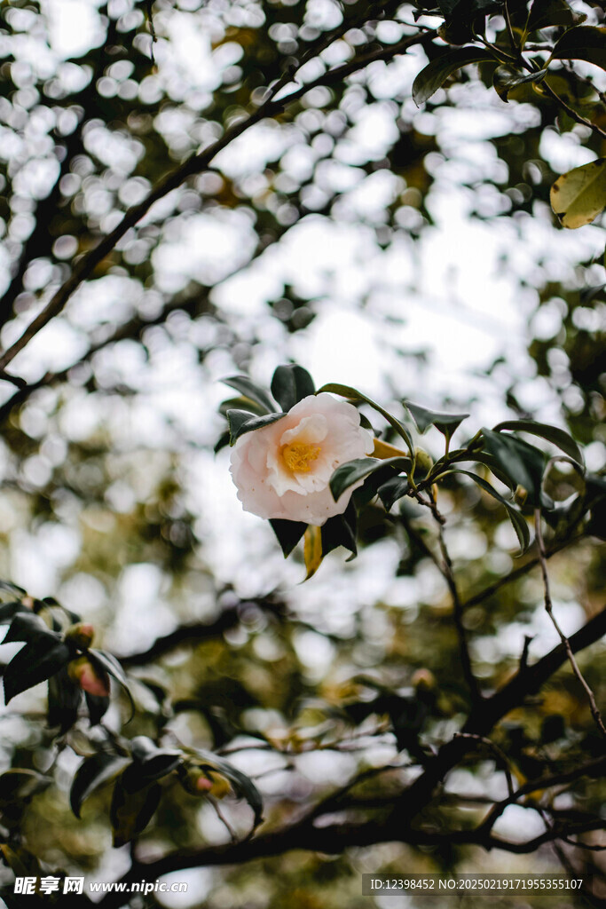 山茶花