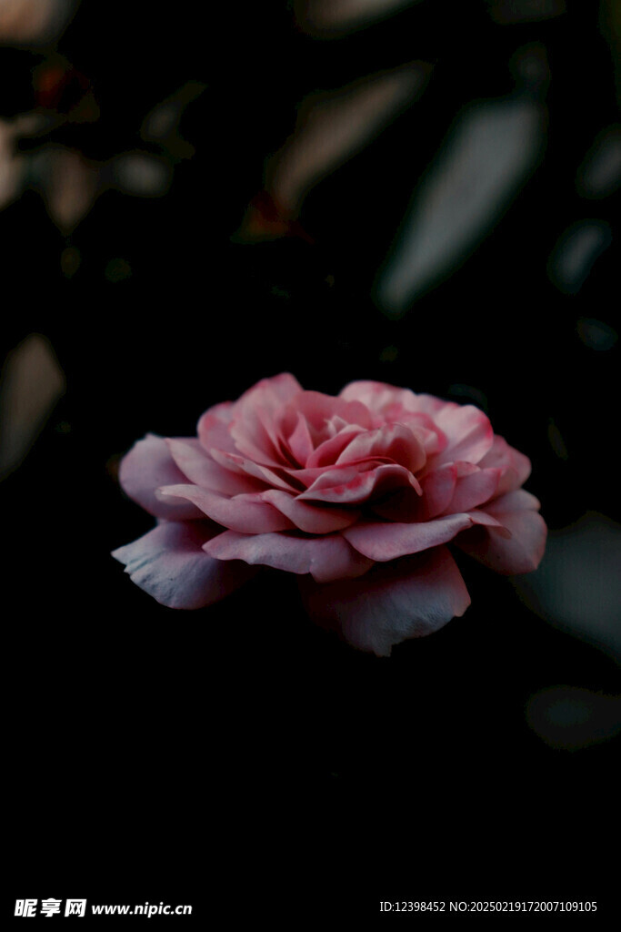 山茶花