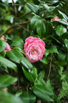 山茶花
