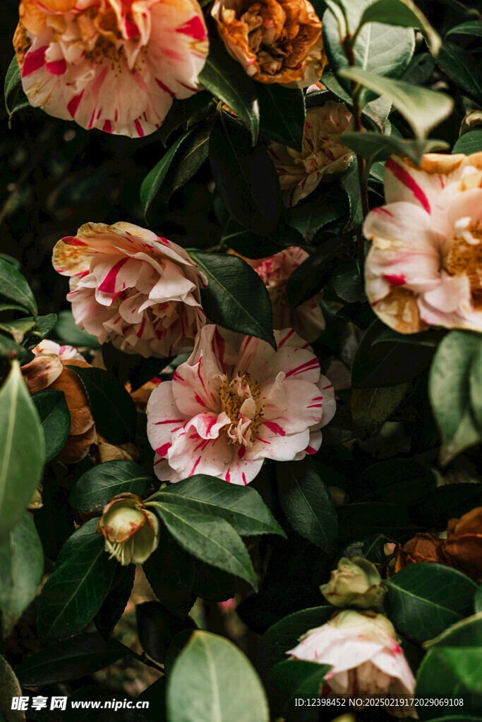 山茶花