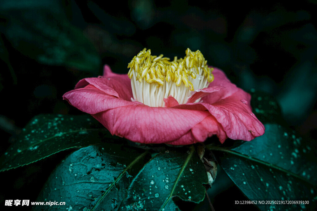 山茶花